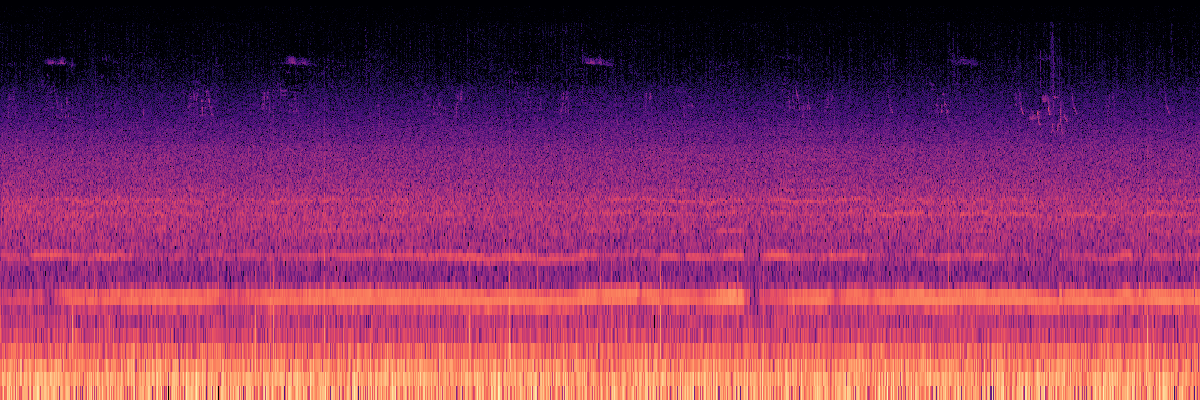 Spectrogram: Long Insect Wingbeat Tone